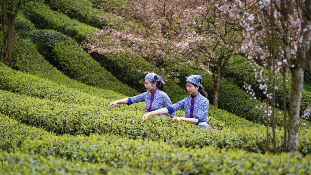Discover Suzhou’s Timeless Beauty with a Private 1 Day Tour